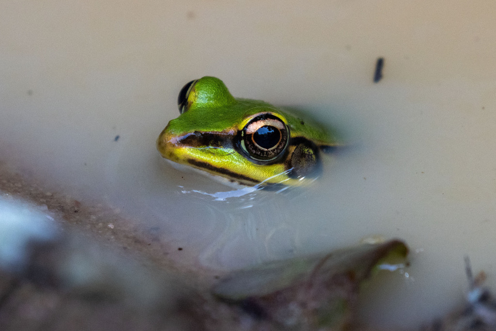 Amazon River Frog