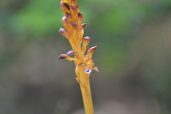 Corallorhiza maculata maculata