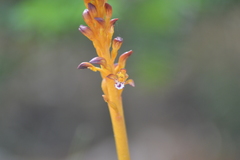 Corallorhiza maculata maculata