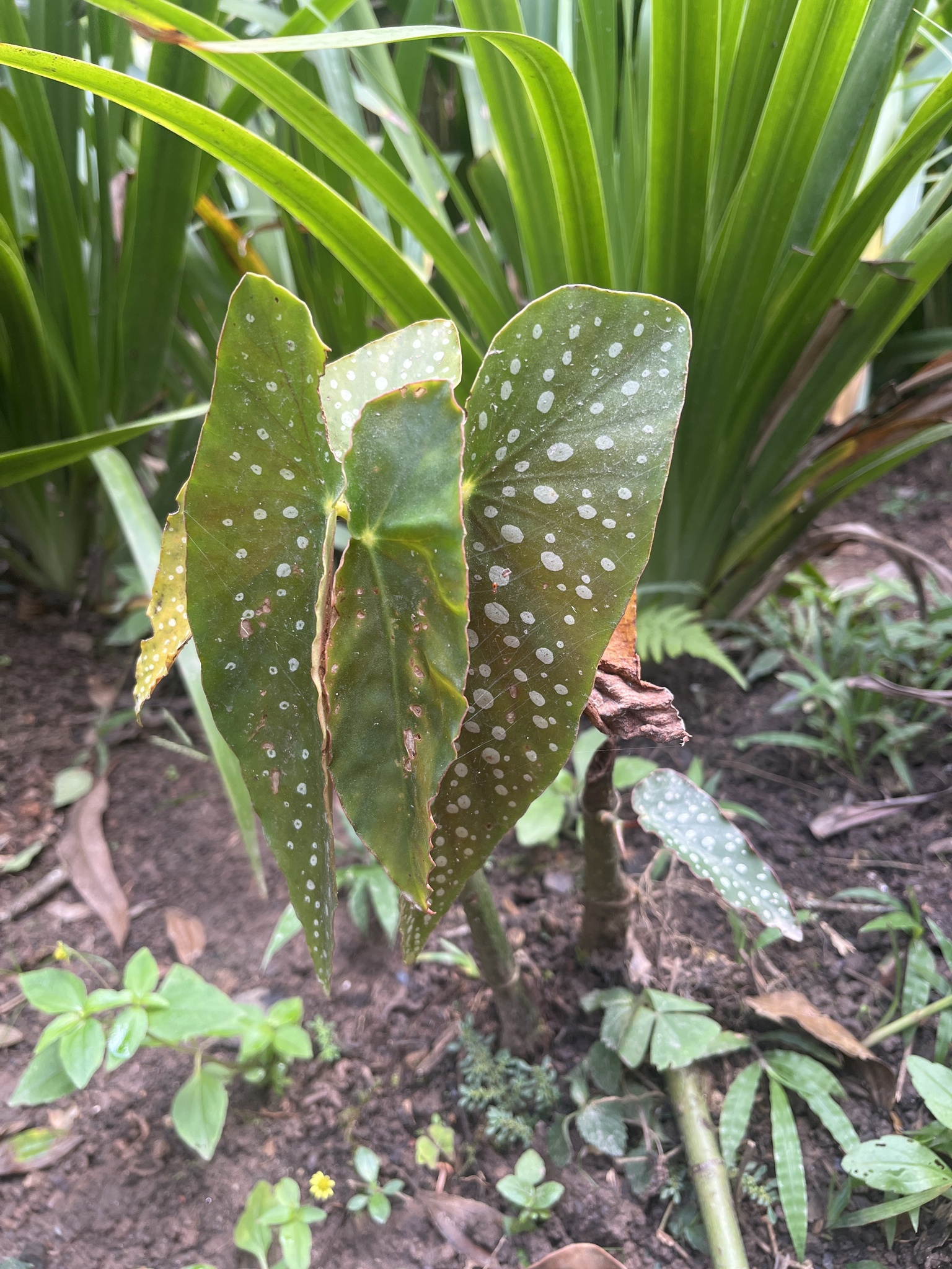 Imagem de Begônia maculata