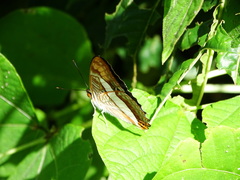 Adelpha pithys