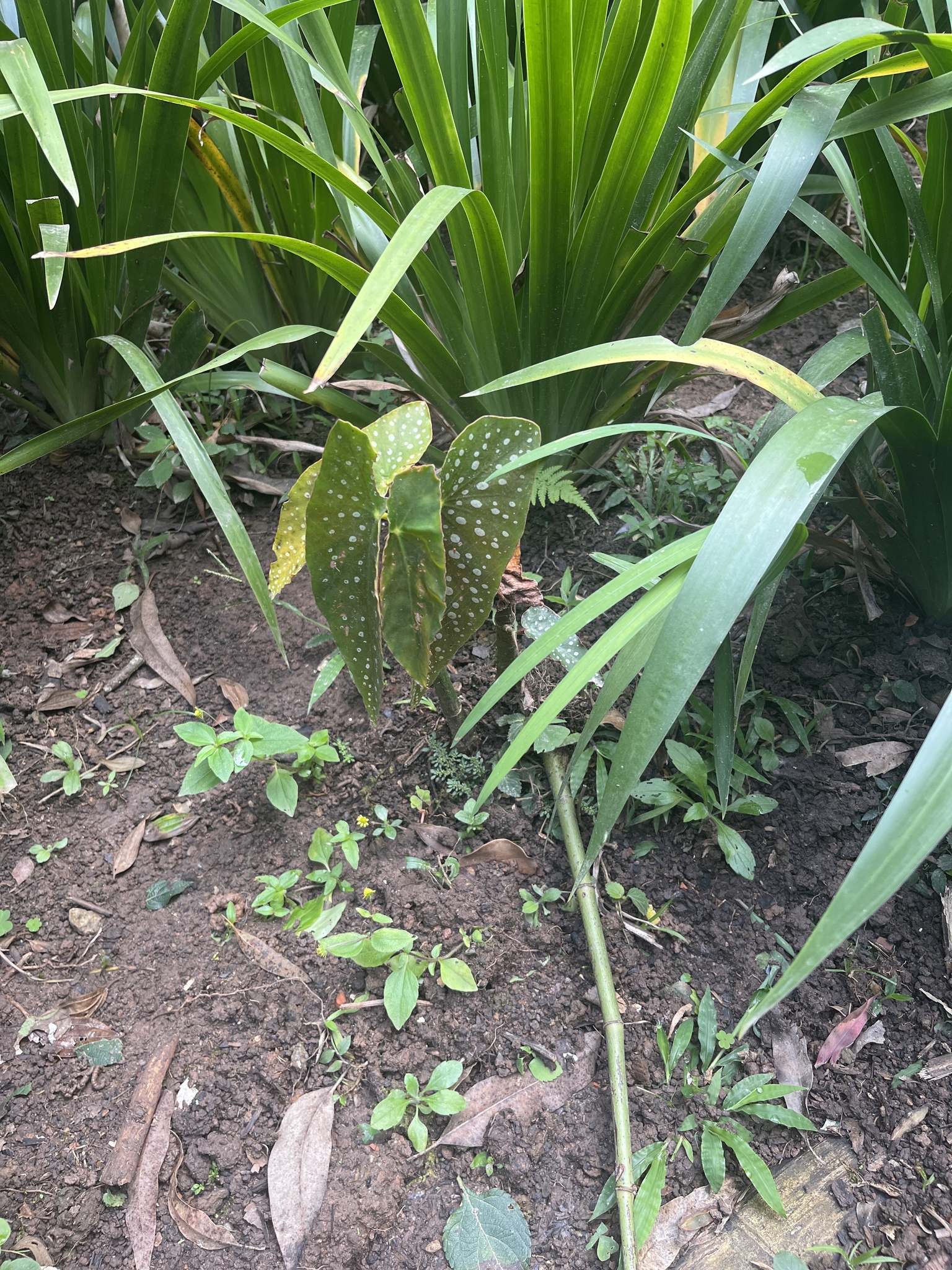 Imagem de Begônia maculata
