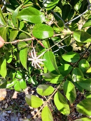 Jasminum laurifolium, photograph (c) Ben Machado, some rights reserved (CC BY)