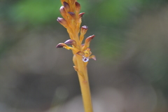 Corallorhiza maculata maculata