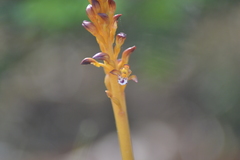 Corallorhiza maculata maculata