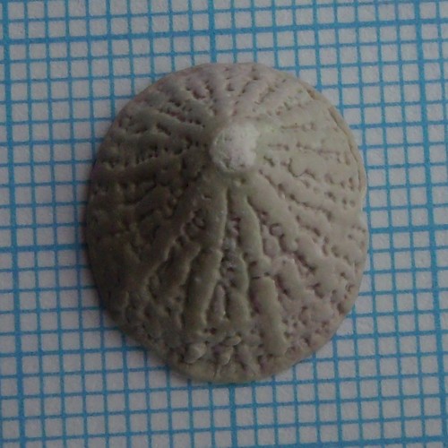 Radiacmea inconspicua
