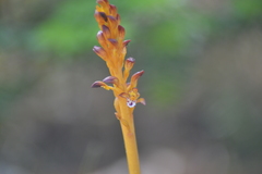 Corallorhiza maculata maculata