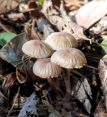 Mycena capillaripes image