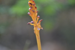 Corallorhiza maculata maculata
