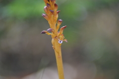 Corallorhiza maculata maculata