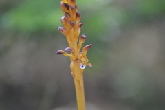 Corallorhiza maculata maculata