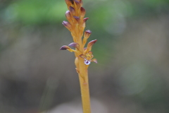 Corallorhiza maculata maculata