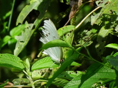 Morpho polyphemus polyphemus