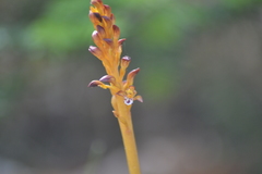 Corallorhiza maculata maculata
