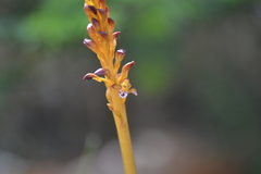 Corallorhiza maculata maculata