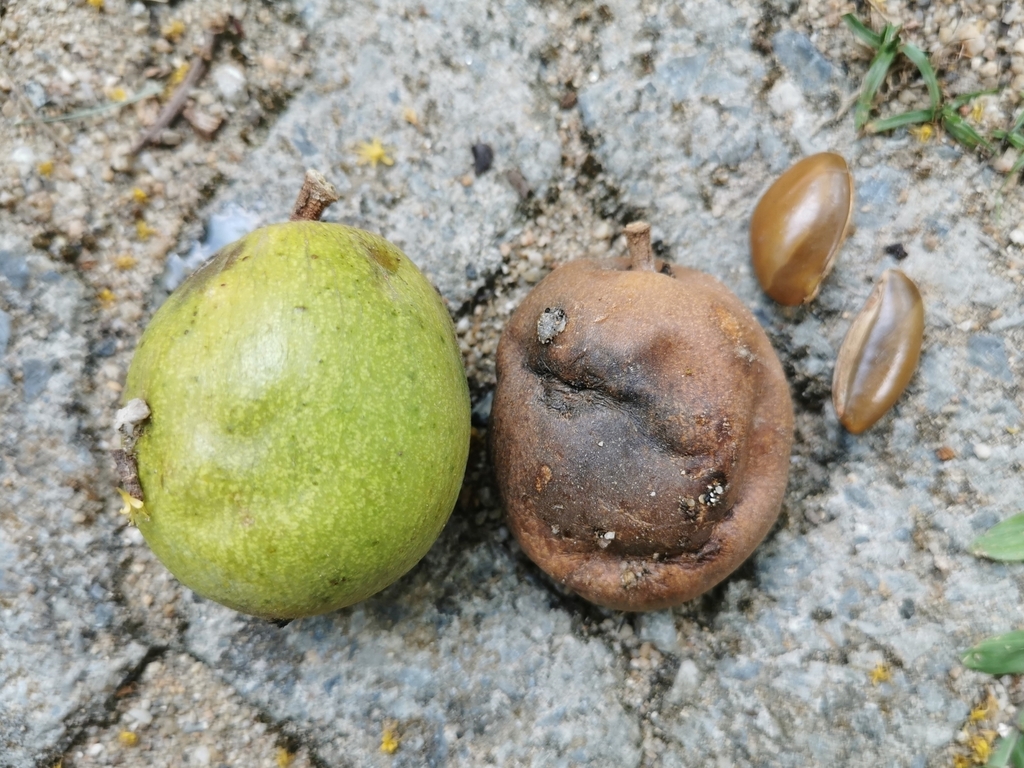 Madhuca thorelii (Mak Dauy Tree)