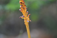 Corallorhiza maculata maculata