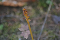 Corallorhiza maculata maculata