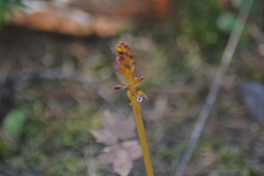 Corallorhiza maculata maculata