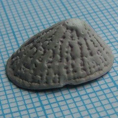 Radiacmea inconspicua