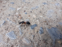 Camponotus