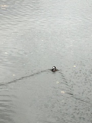 Lophodytes cucullatus