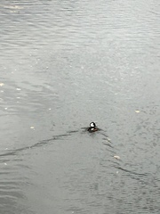 Lophodytes cucullatus