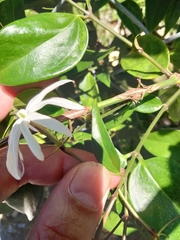 Jasminum laurifolium, photograph (c) Ben Machado, some rights reserved (CC BY)