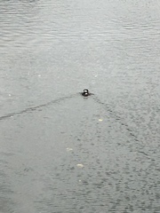 Lophodytes cucullatus