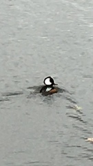 Lophodytes cucullatus