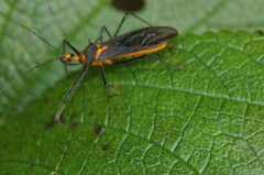 Repipta fuscipes