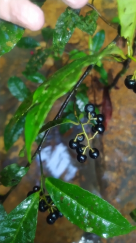 Ardisia guianensis, photograph 4