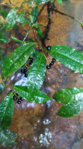 Ardisia guianensis, photograph 5