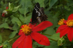 Catasticta flisa flisa