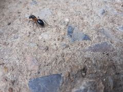 Camponotus