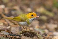 Rufous-Faced Warbler photo 4