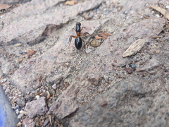 Camponotus