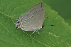 Theclopsis mycon