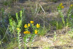 Lithospermum caroliniense croceum