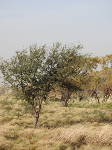 Image of Neltuma caldenia by no rights reserved