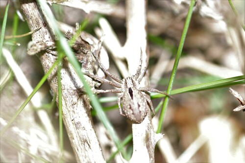 Common Lance-backed Crab Spider, Hoenderloo, Nederland, photo 7 of 10