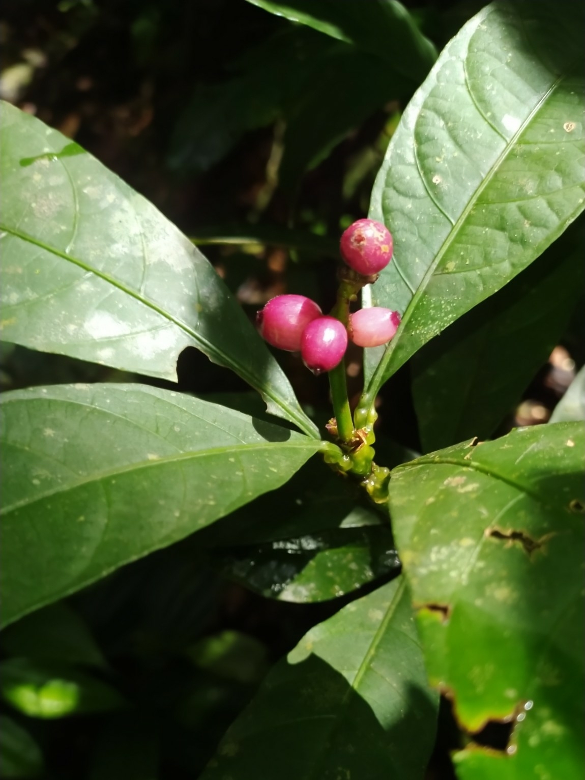 Carapichea adinantha