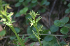 Platanthera hookeri