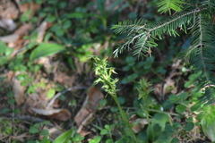 Platanthera hookeri