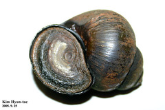Cipangopaludina