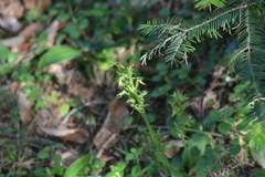 Platanthera hookeri