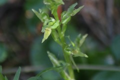 Platanthera hookeri