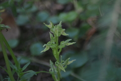 Platanthera hookeri