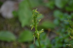 Platanthera hookeri