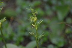 Platanthera hookeri